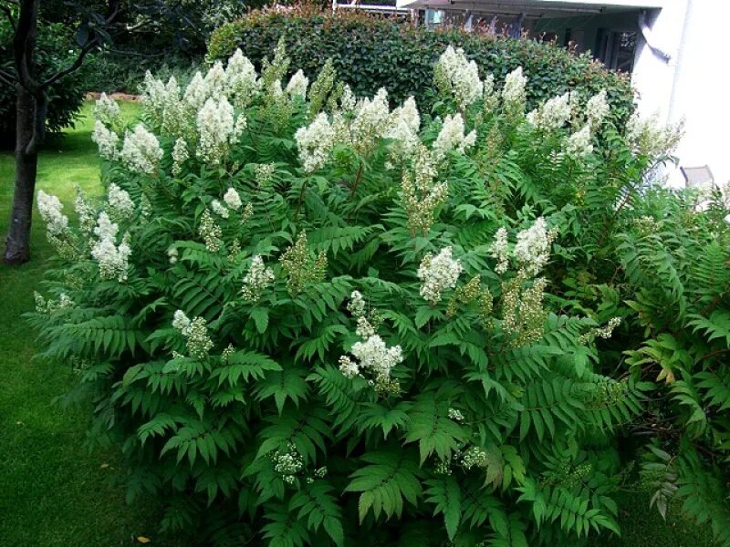 Рябинник рябинолистный сэм. Рябинник рябинолистный sorbaria sorbifolia “sem”. Рябинник рябинолистный (sorbaria sorbifolia). Рябинник рябинолистный (sorbaria sorbifolia). Рябинник рябинолистный sorbaria sorbifolia “sem”.