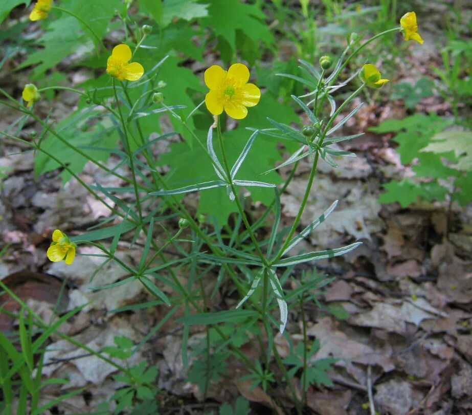 Лютик золотистый. Лютик золотистый Ranunculus auricomus. Лютик золотистый (Ranunculus auricomus l.). Лютик кашубский. Ranunculus auricomus листья.