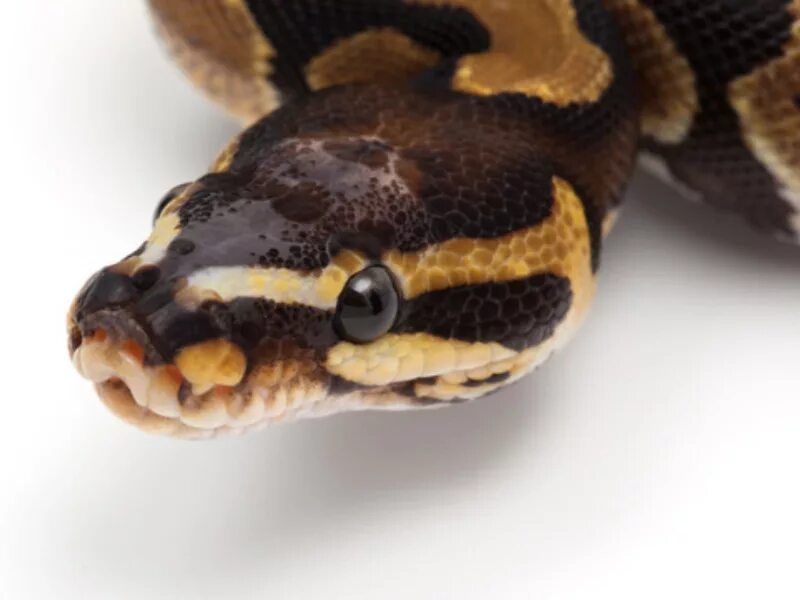 Heading python