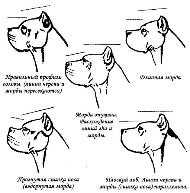 Типы голов собак. Формс головы кане корсо. кане корсо стандарт породы.