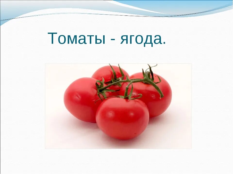 Почему помидор это овощ. Томат это ягода или фрукт. помидор это ягода или овощ. томат это ягода или овощ. плод томата ягода.