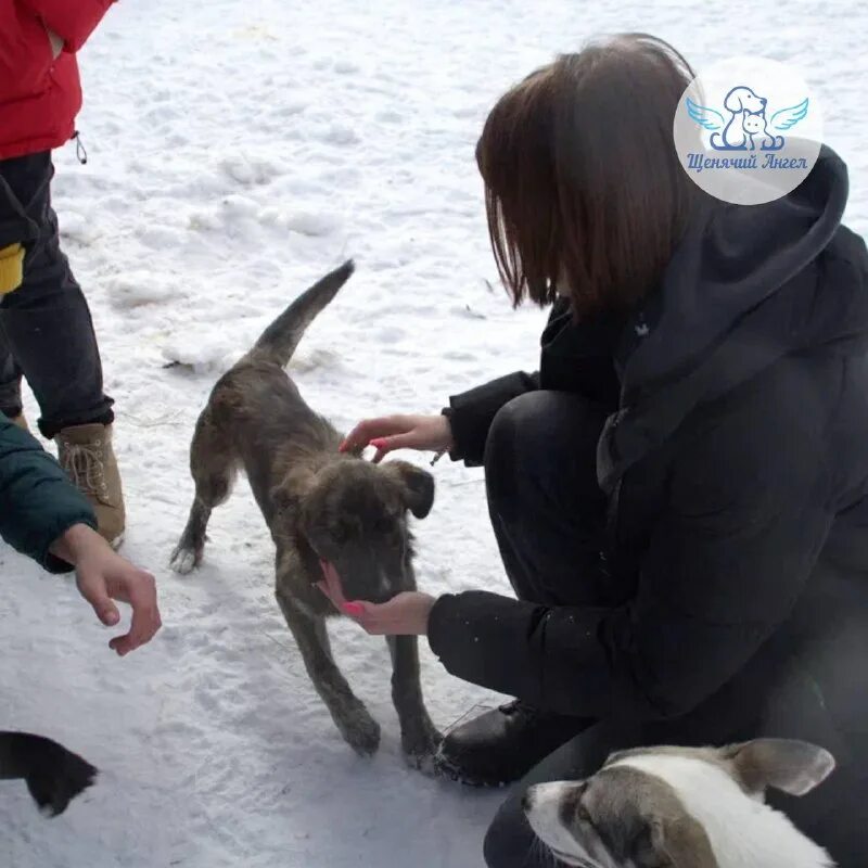 пес патрон. где находится приют щенячий ангел. приют щенячий ангел дзен. щенячий ангел приют в москве. марти собака.