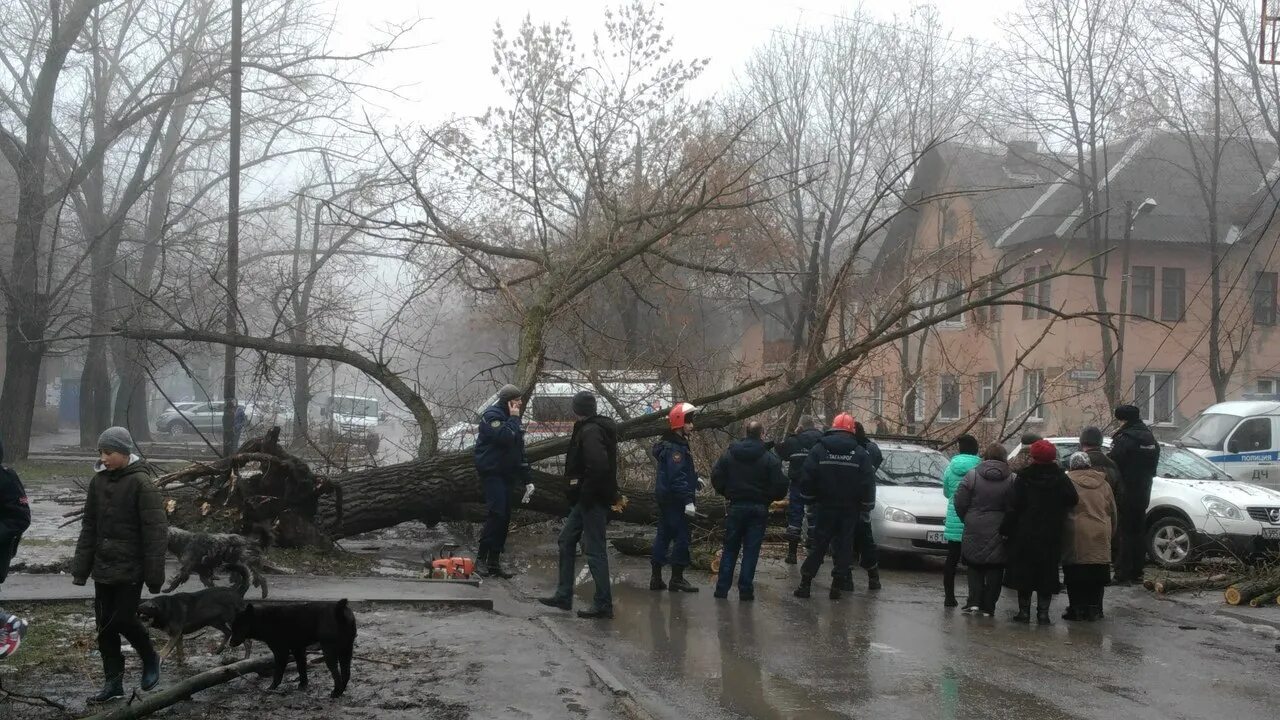 Таганрог дерево упало. Упавшее дерево в Таганроге. В Таганроге упало дерево на автобус.