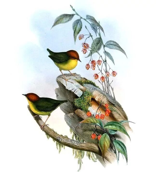 Un oiseau l oiseau