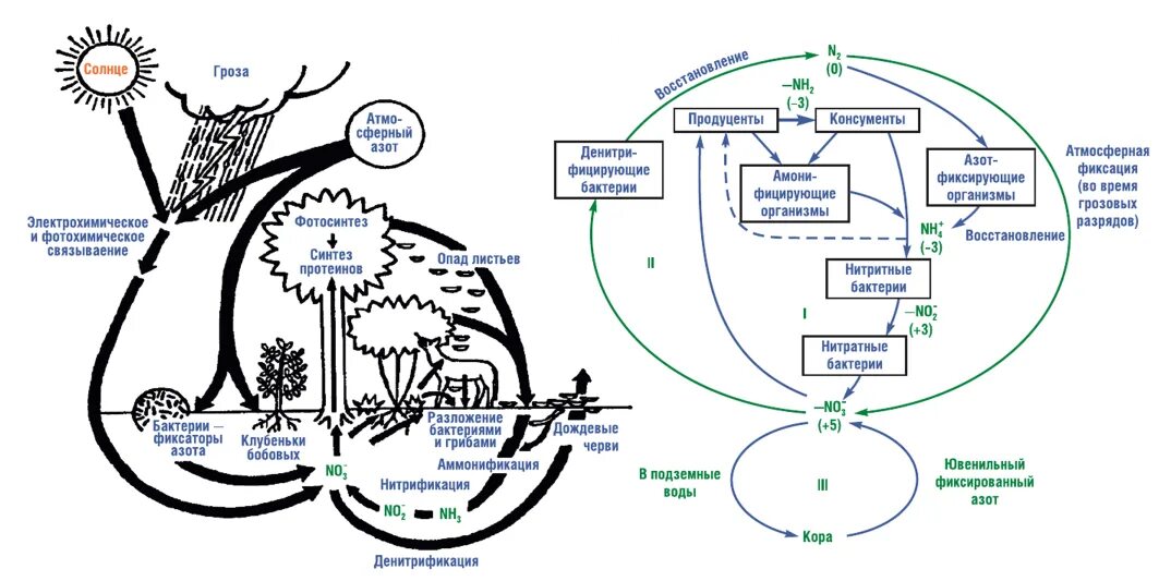 Соединения азота в почве. Схема круговорота биогеохимического цикла азота. Круговорот веществ азота схема. Биохимический цикл азота схема. Круговорот азота этапы кратко.