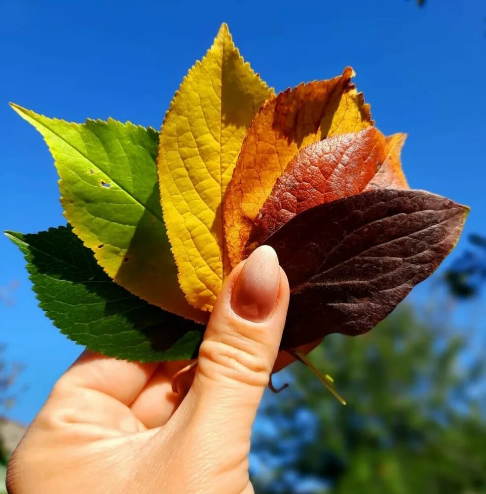 лист с вопросом. ваши вопросы для презентации. лист вопросов и ответов пиар. лист какого дерева изображен. ваш вопрос листьев.