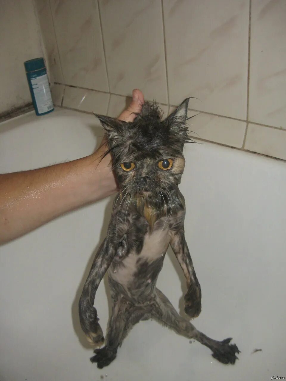 Мокрый кот. Мокрая кошка. Мокрый облезлый кот. Мокрый котенок. Кошка после купания