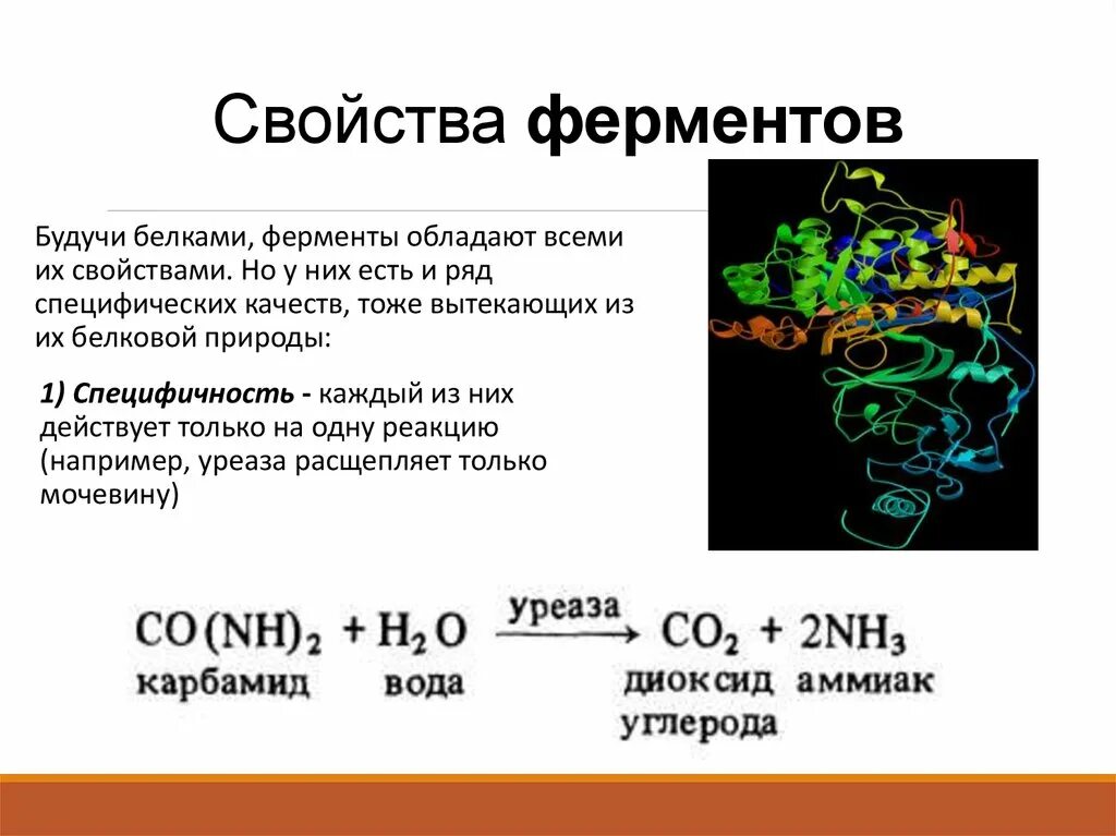 1 ферменты свойства. Функции белков ферментов. Строение белков ферментов. Свойства ферментов. Ферментативные свойства белков.