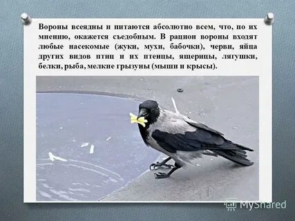 Ворона всеядное животное