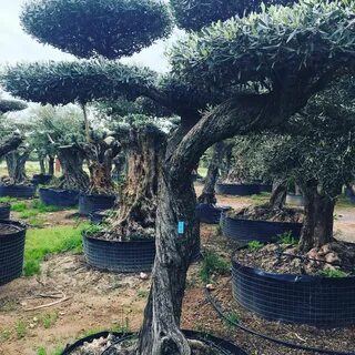 Olive tree паттайя отзывы