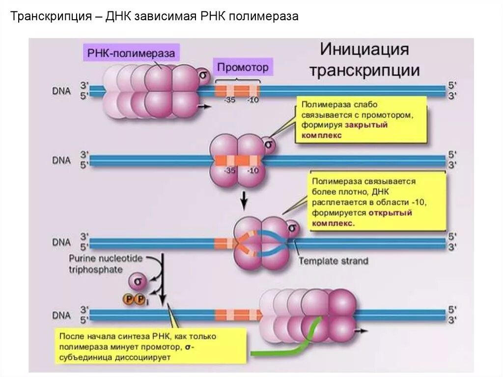 Инициация 5. ДНК-зависимая РНК-полимераза. РНК-зависимая ДНК-полимераза транскрипция. Транскрипционный комплекс РНК-полимеразы 2. РНК полимераза 1 инициация транскрипции.