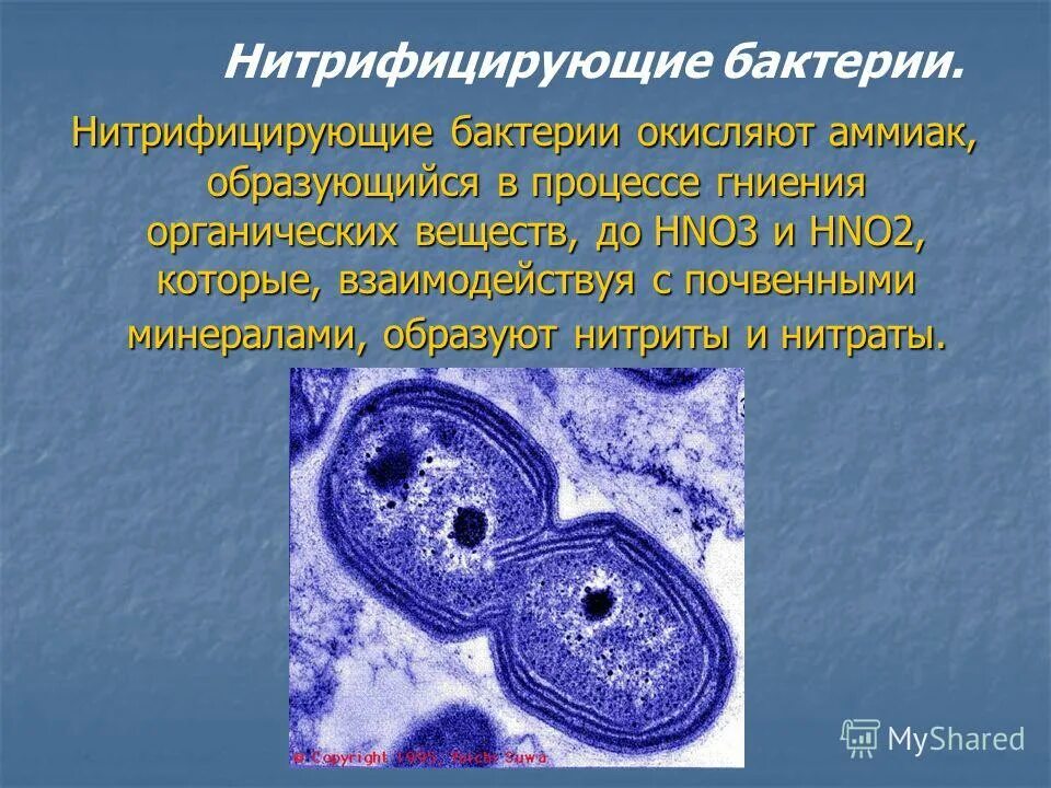 Нитрифицирующие бактерии окисляют аммиак. Нитрифицирующие бактерии окисляют. Способ питания нитрифицирующих бактерий. Способ питания нитрифицирующих бактерий. Нитрифицицирующие бактерии.