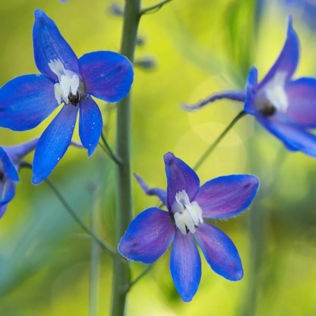 Прострел луговой желтый. Цветок. Сонник цветет. Прострел весенний сон-трава. Прострел (подснежник, сон-трава, pulsatilla).
