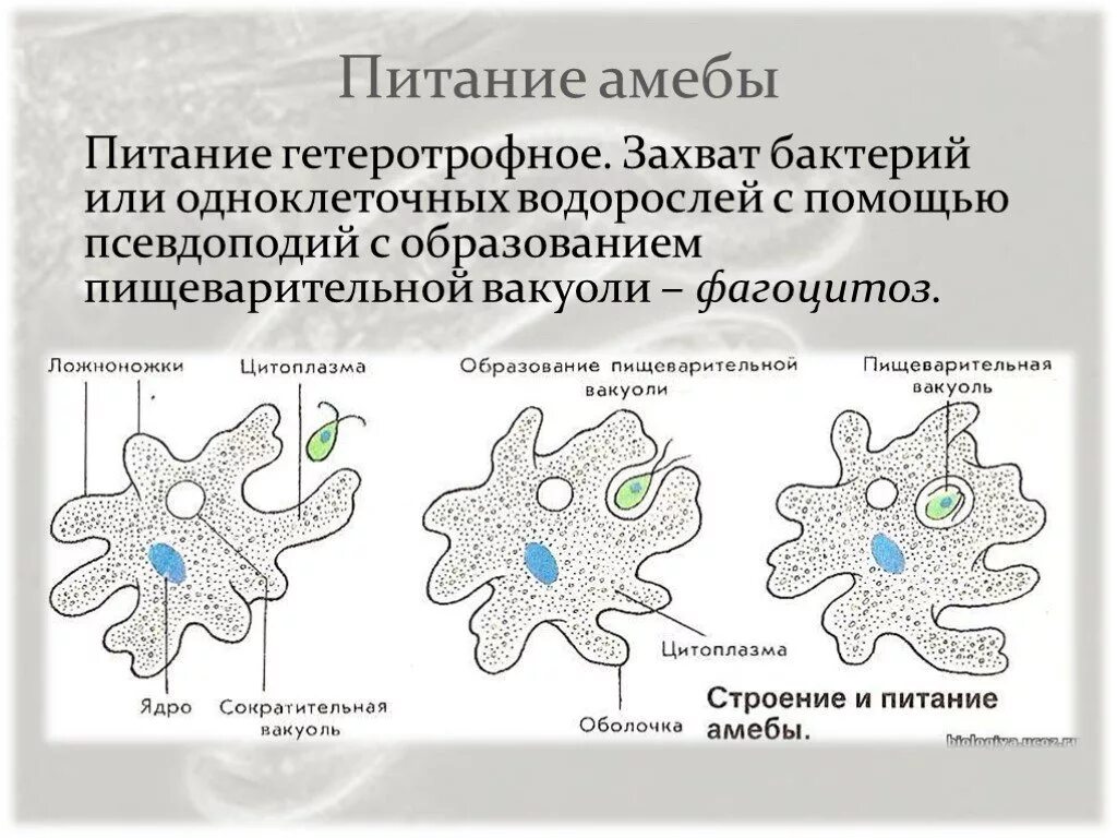 Какой цифрой обозначена на рисунке стадия амебы. Процесс питания амебы. Тип питания амебы. Строение и питание амебы. Способ питания амебы обыкновенной.