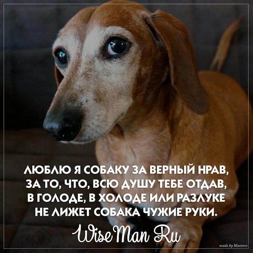 Собака сангвиник. Нрав собак. Нрав собак. Нрав собак. Нрав собак.