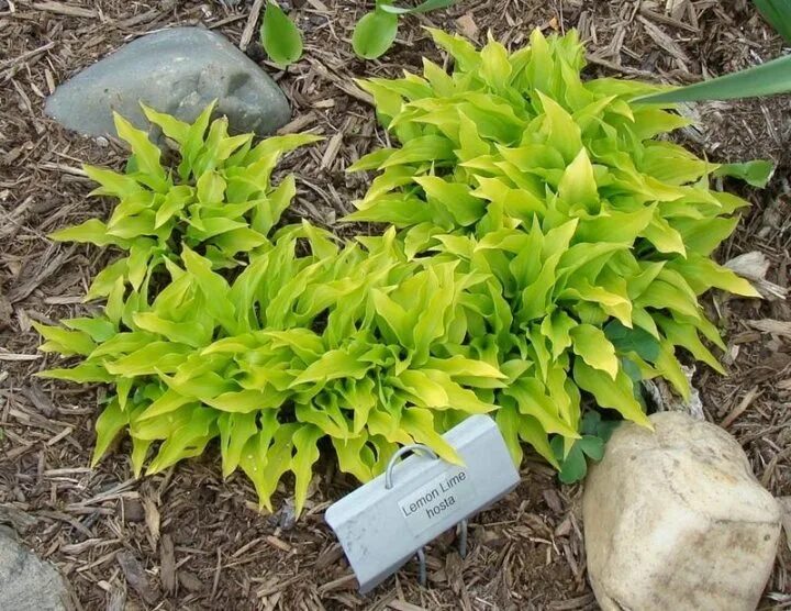 Хоста миракл. Lemon lime хоста. хоста лемон лайм lemon lime. хоста gypsy lemon. хоста miracle lemony.