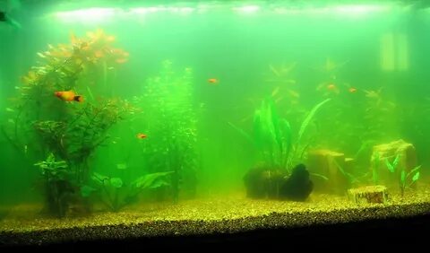 Водный аквариум