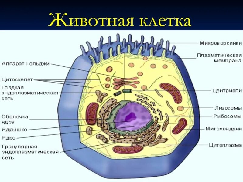 Обозначение органоидов. Органоиды клетки животного. органоиды животной клетки. названия органоидов животной клетки. клетка животных имеет.