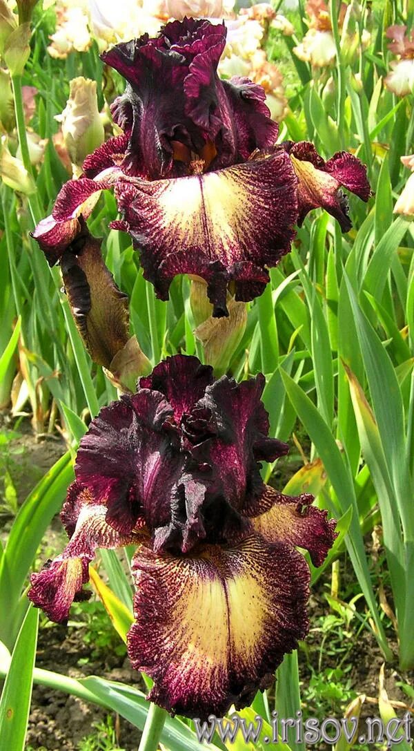 ирис семейные. ирис line drive. ирис семейные. ирис just crazy фото. ирисы семьи назаровых.