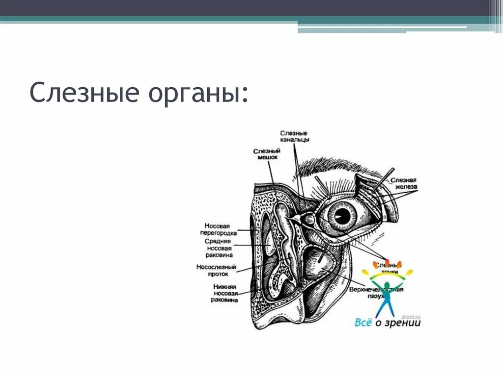 Слезная железа строение. Анатомия слезных органов. Строение слезных органов. Слезный аппарат анатомия.