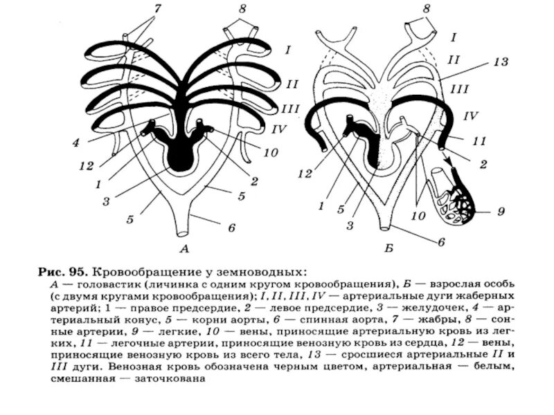 Строение сердца и кровеносной системы лягушки. Система кровообращения лягушки. Строение кровеносной системы амфибий схема. Кровообращение строение сердца земноводных. Класс земноводные строение кровеносной системы.