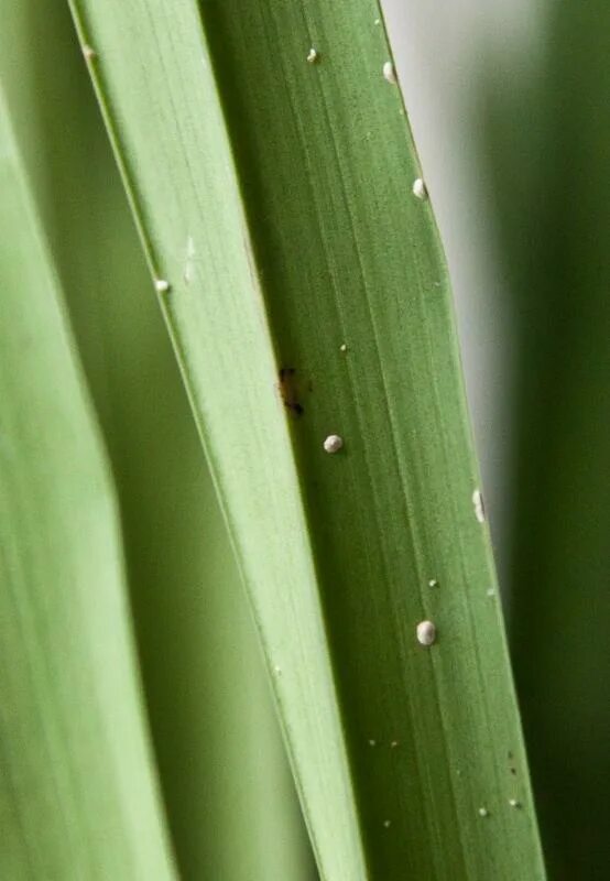 Наросты на виноградной лозе. Бовеноидный папилломатоз. Щитовка циперус. Бурые бугорки. Кокциды щитовки.