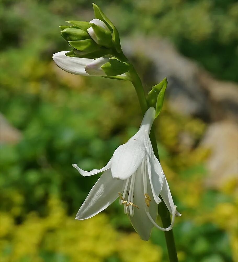 Низкое растение с белыми цветами. Plantain Lily. Хоста Лилия. Озирис белый растение. Дикие цветы белого цвета.