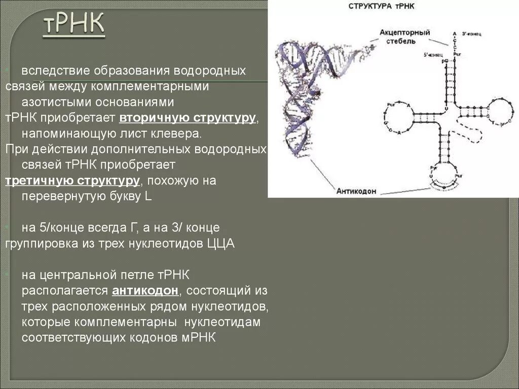 Первичная вторичная третичная структура т РНК. Вторичная структура ТРНК клеверный лист. Акцепторный стебель ТРНК функции. Структура и функции ТРНК. И рнк образуется в