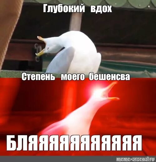 Почему получается глубокий вдох. Глубокий вдох. глубокий вздох. глубокий вдох бляяяя. чайка мем.