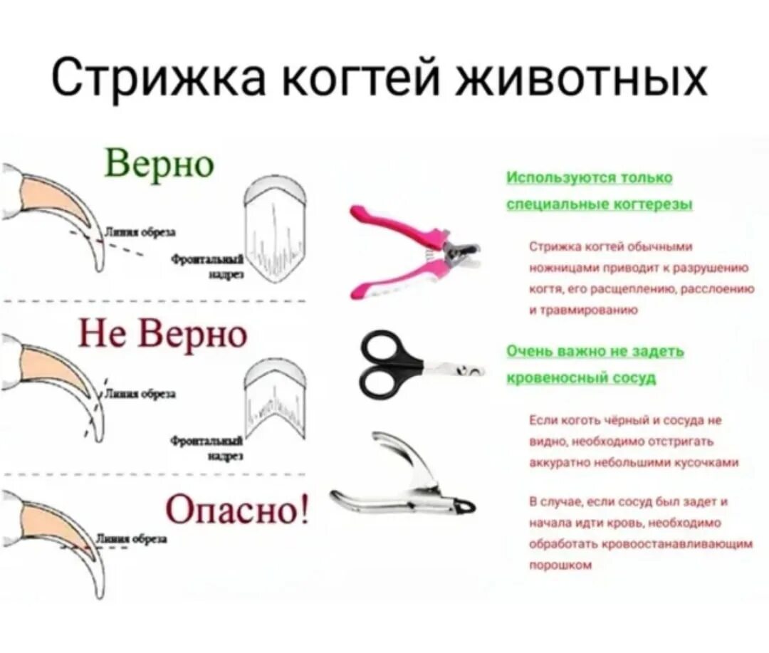 Можно ли стричь ногти в больнице. Стрижка когтей у морских свинок. правильно стричь когти собаке. схема стрижки когтей у собак.
