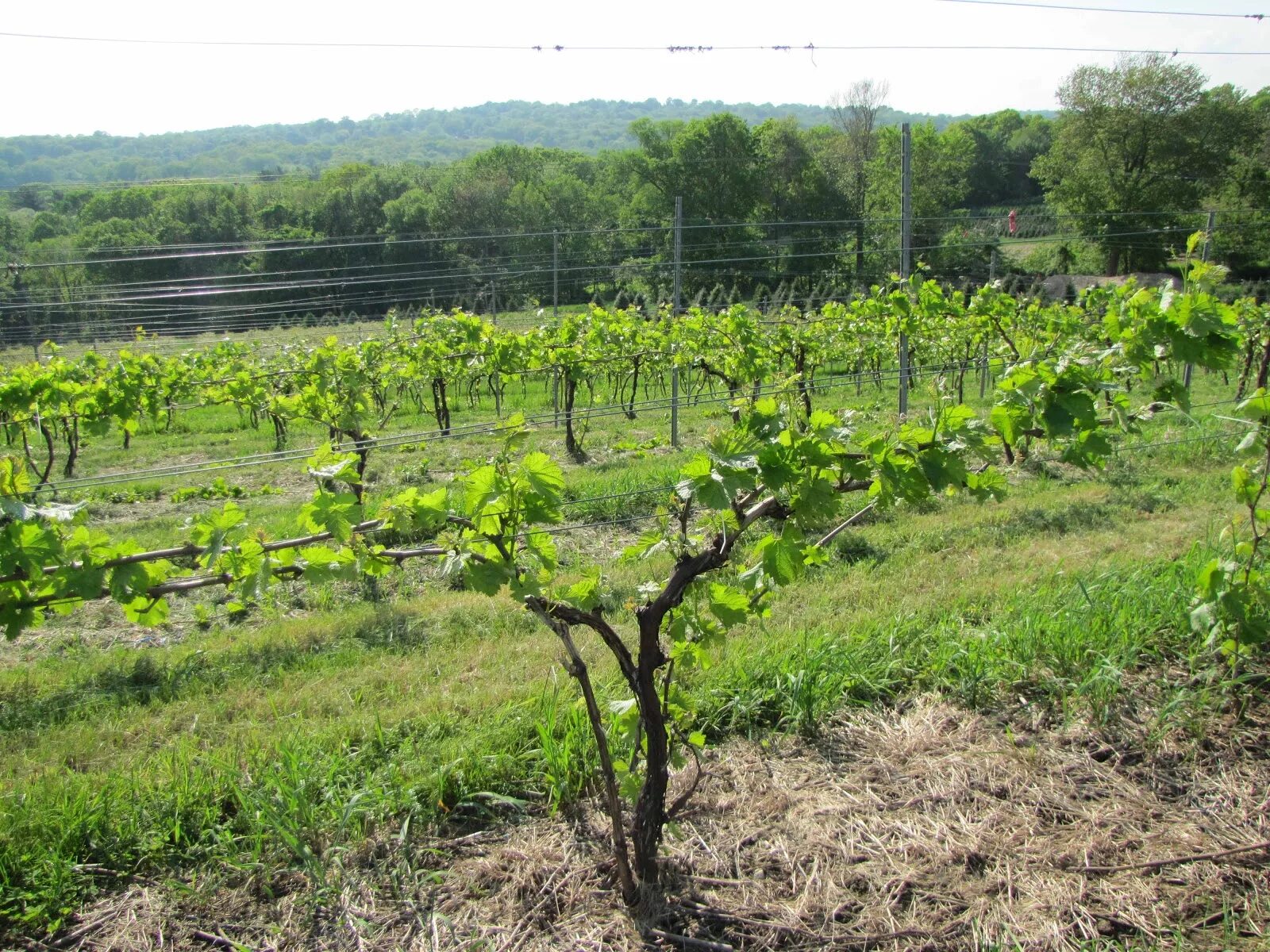 Выращивание винограда средняя полоса. Подвязка виноградной лозы. Виноград шпалеры и формировки. Виноград кустовой подвязка. Виноградник подвязка.