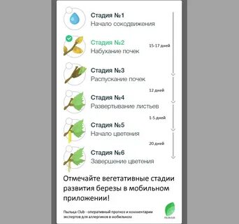 Когда начинает пылить береза в москве