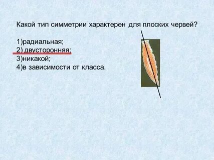 Тип симметрии плоских червей лучевая