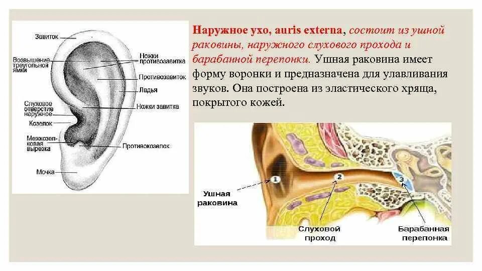 Наружное ухо состоит из ушной раковины. Строение ушной раковины анатомия. Строение наружной слуховой раковины. Наружное ухо (ушная раковина, наружный слуховой проход) строение. Слуховая раковина строение.