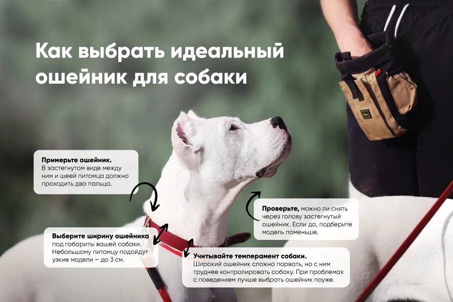 Как приучить щенка к поводку и ошейнику. Как выбрать ошейник для собаки. выбор ошейника для собаки. как выбрать ошейник для щенка. приучение собаки к привязи.