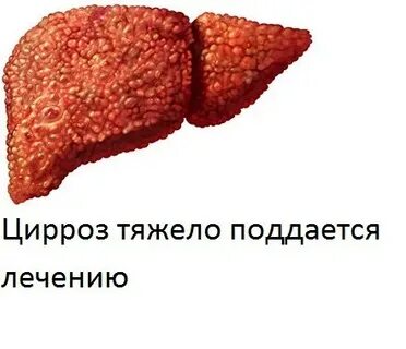 Сколько восстанавливается печень после отказа