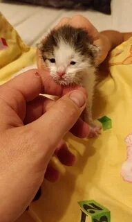 2 х недельный котенок