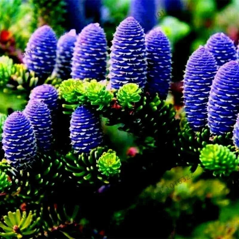 Розовая пихта. Пихта абиес кореана. ель abies koreana. пихта abies koreana. пихта корейская кореана.