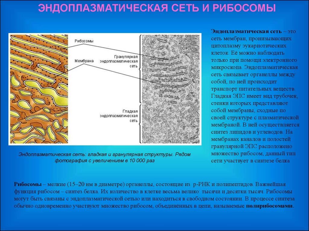 Эпс участвует в синтезе белков. Эндоплазматическая сеть и рибосомы строение. 2. Гранулярная эндоплазматическая сеть это. Эндоплазматический ретикулум растительной клетки.
