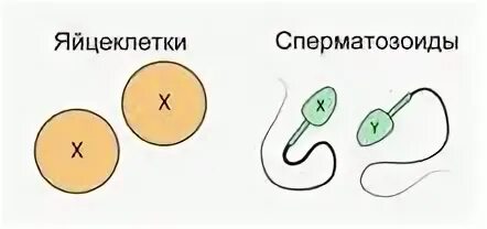 Яйцо яйцеклетки в норме содержит 23 хромосомы. Сперматозоид y хромосома. хромосомы в сперматозоиде. сперматозоид с х хромосомой.