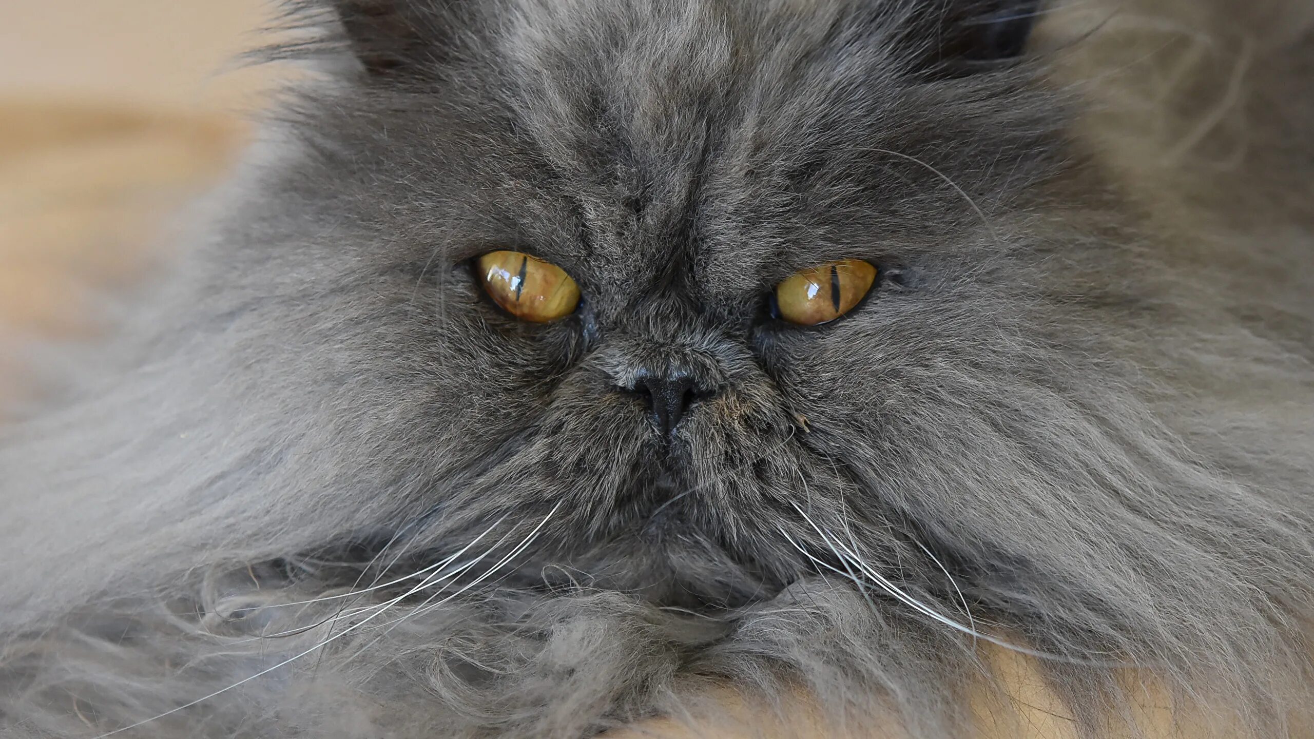 Перс экзот рыжий длинношерстный. Длинношерстный вислоухий экзот. Персидская шиншилла вилфред. Персидская шиншилла кошка. Персидский кот черепахового окраса.