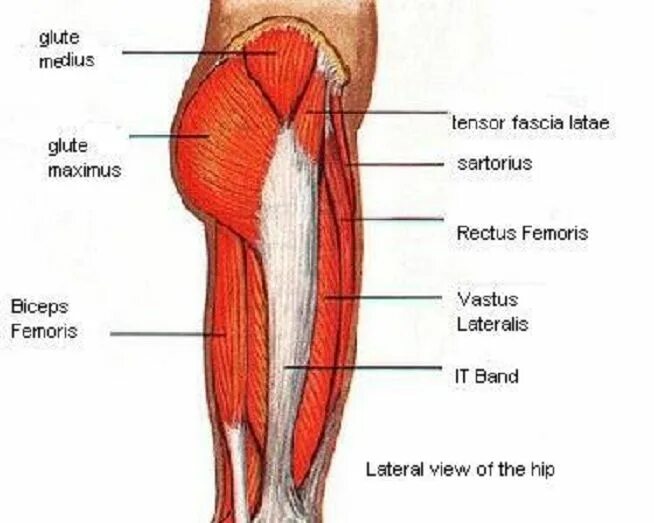 Мышцы в ляшках. Бедро человека. Верхняя часть бедра. Бедра это где. Ляжки анатомия.