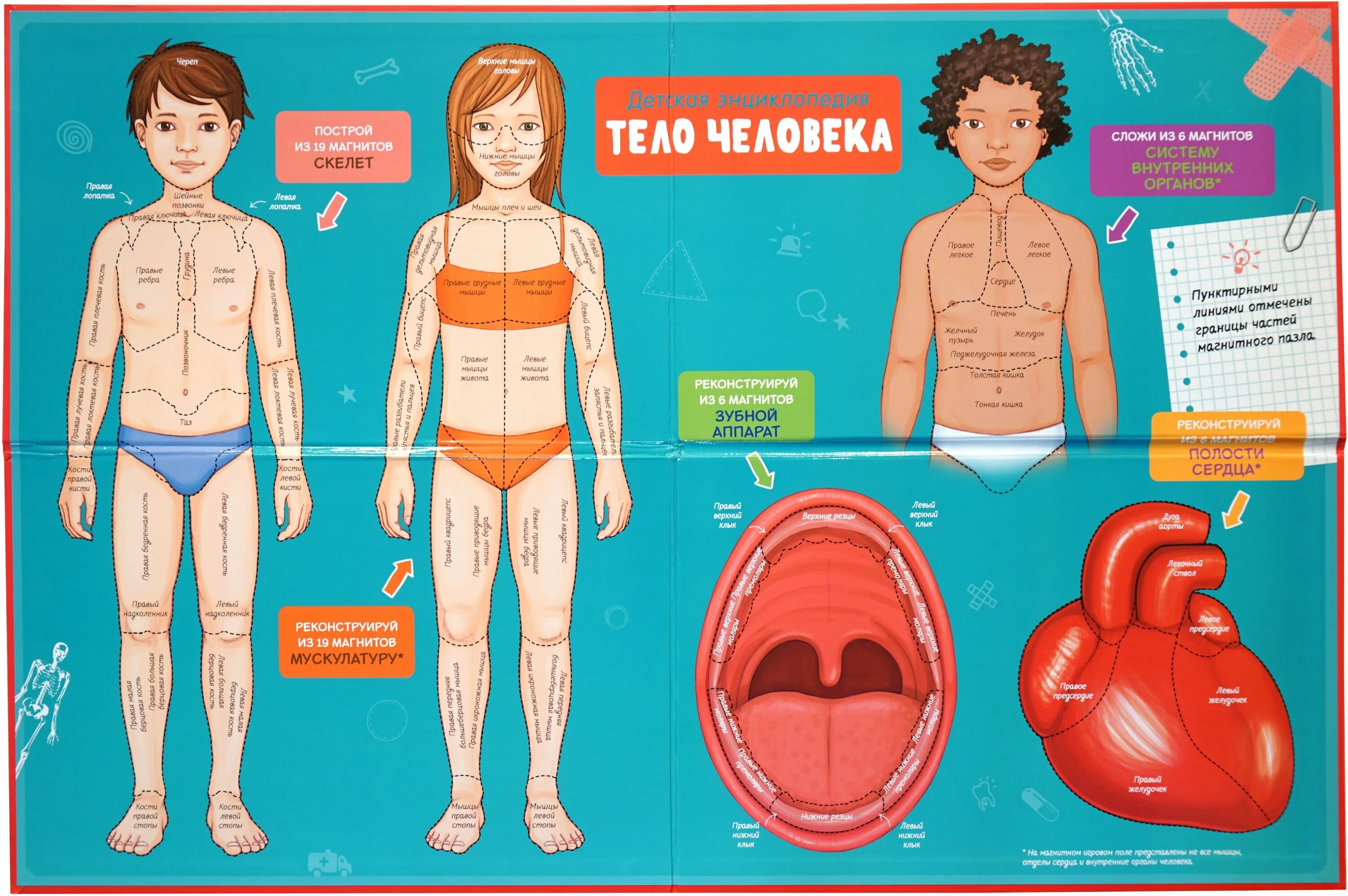 внешнее строение ребенка. какой какой организм мальчиков. детская энциклопедия тело человека с магнитами махаон. какой какой организм мальчиков. строение тела человека для детей.