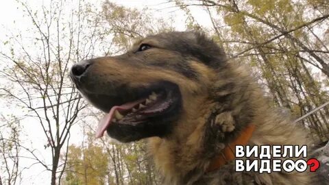 Голос видное