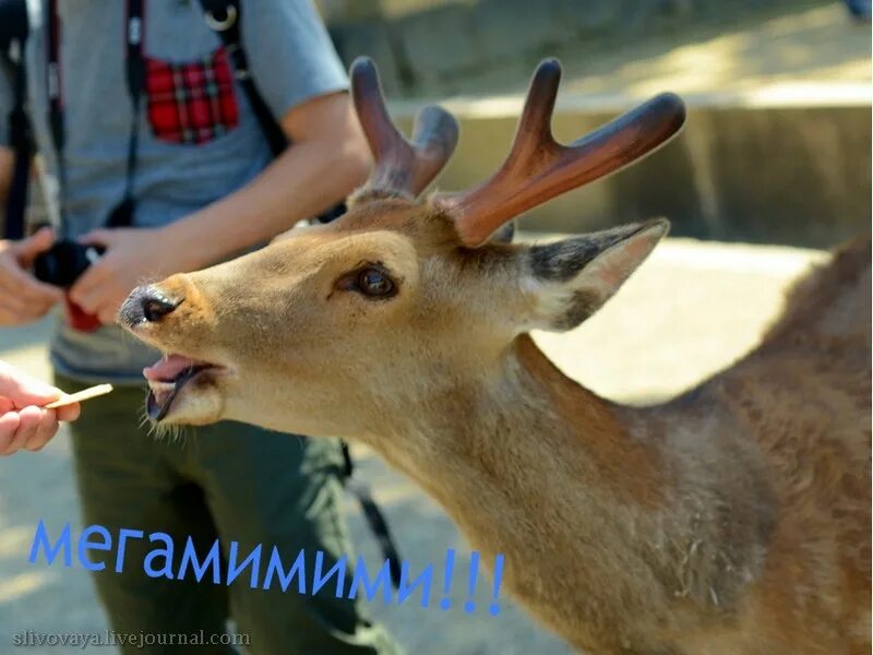 Гамить. Лиандра. 01. Гамим. Гамим.