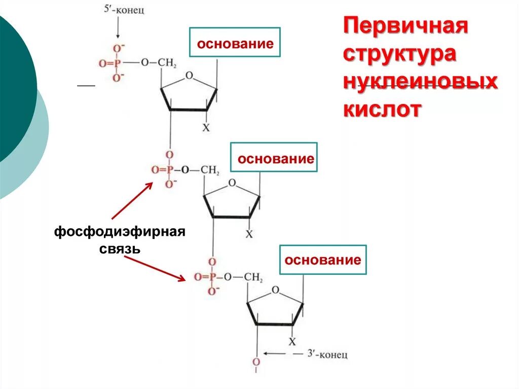 Связи в нуклеиновых кислотах. Первичная структура нуклеиновых кислот связи. Первичная структура нуклеиновых кислот. Фосфодиэфирная связь в нуклеиновых кислотах. Первичная структура нуклеиновых кислот фосфодиэфирная связь.