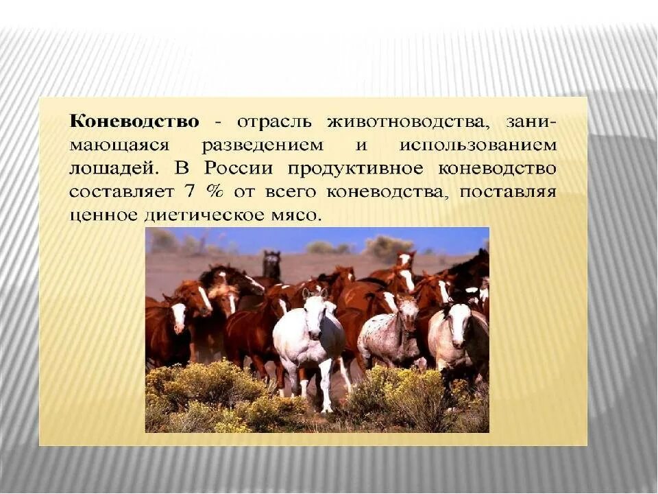 Животноводство презентация. Отрасли животноводства. Интересные факты о жидноводство. Интересные факты о животноводстве.