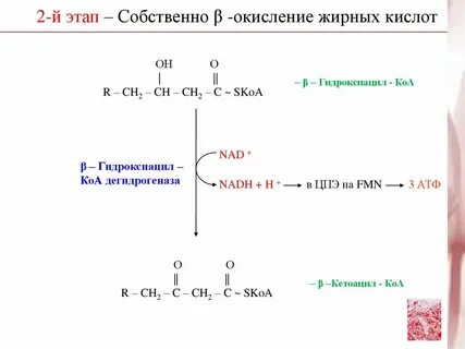 Окисление 1 грамма жира