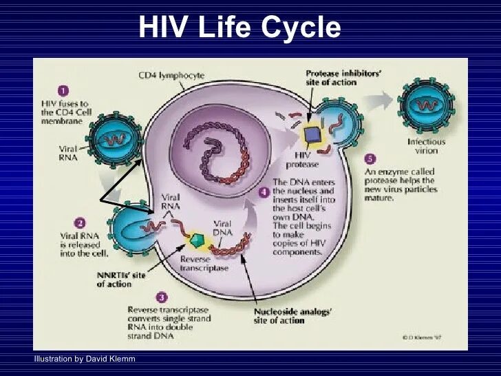 Спид лайф. HIV Life Cycle. HIV Replication Cycle. Virus Life Cycle. Cell Life Cycle.