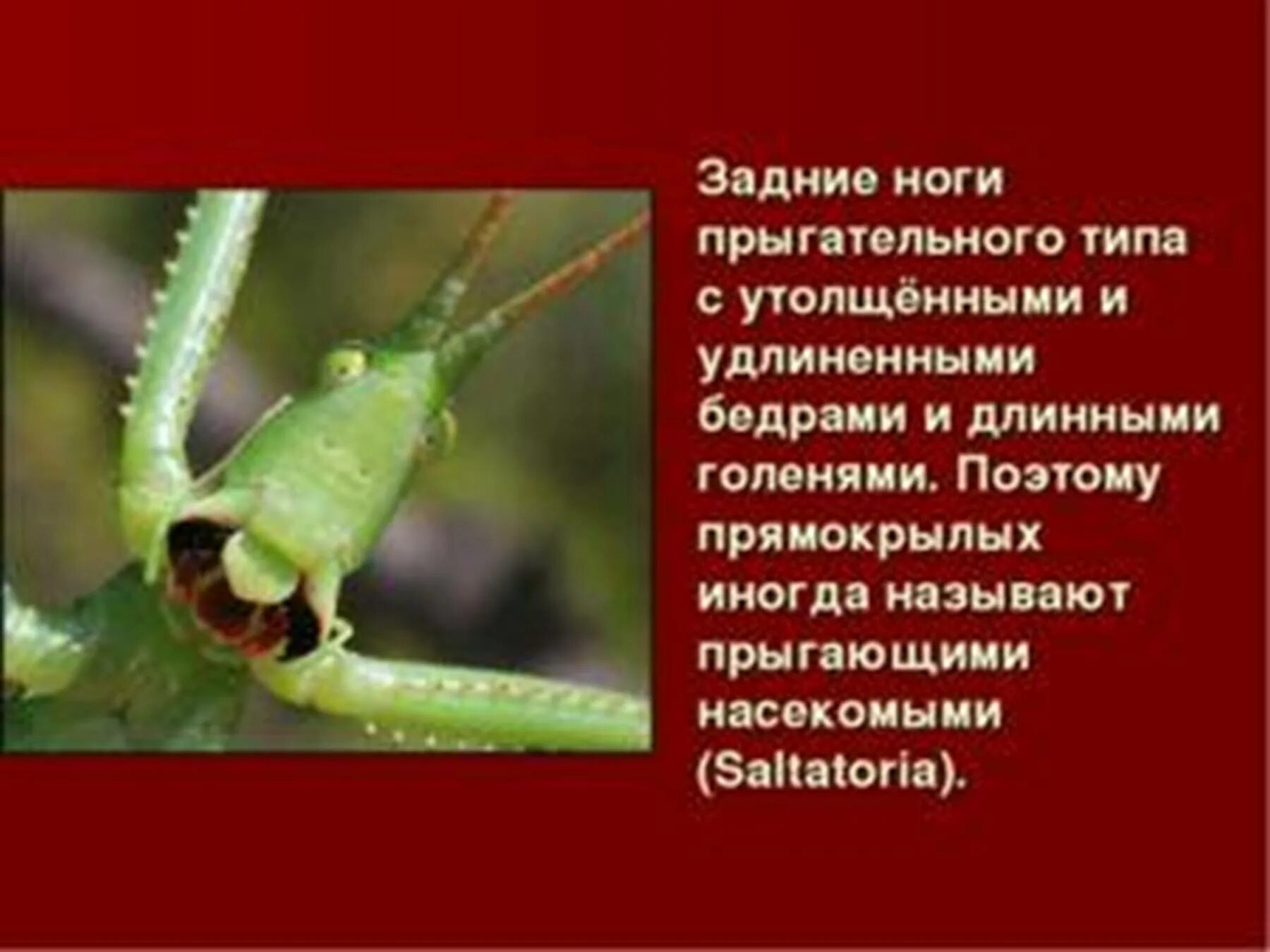 Сообщение на тему прямокрылые. Отряд прямокрылые презентация. прямокрылые биология. насекомые прямокрылые 7 класс. прямокрылые насекомые презентация.